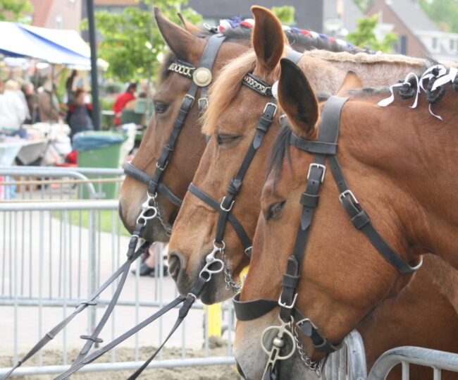 SVRZ Paarden Ringrijden