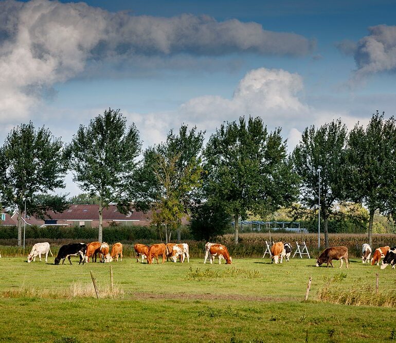 SVRZ Kranesteyn koeien