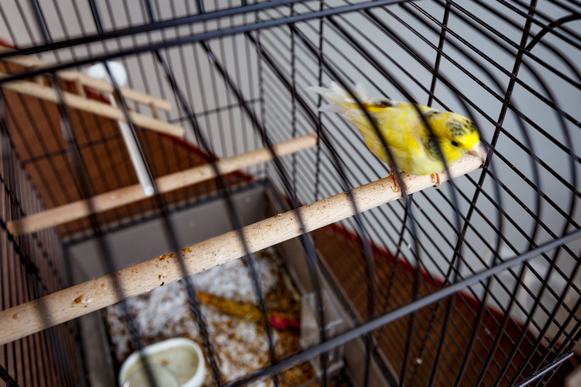 SVRZ Kranesteyn vogel