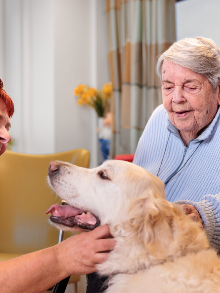 Twee dames aaien een golden retriever
